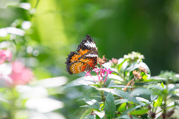 butterfly on flower