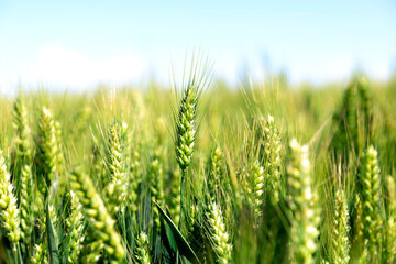 The green wheat fields