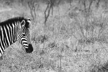 Fototapeta na wymiar Black and white zebra