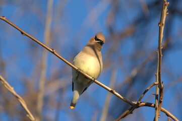 Cedar waxwing bird