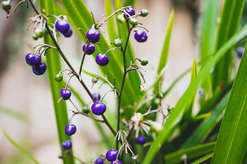 native Australian Dianella grass plant with edible blue berries outdoor in sunny backyard