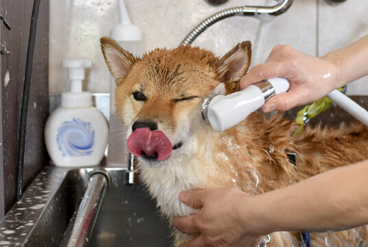 柴犬・シャンプー・シャワー