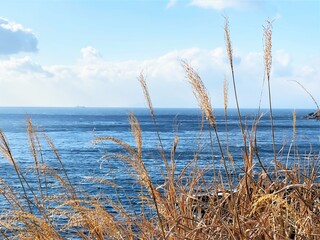 海岸に生えるススキ