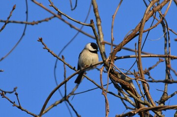 Chickadee bird
