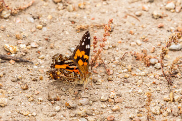 Australian Painted Lady on the ground