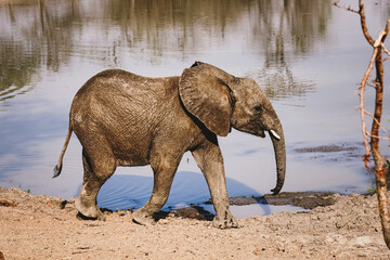 african elephant water