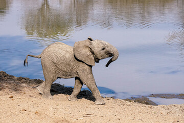 Baby elephant by the water
