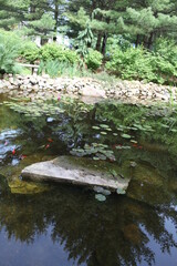 small river in the forest