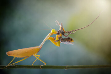 grasshopper on a leaf