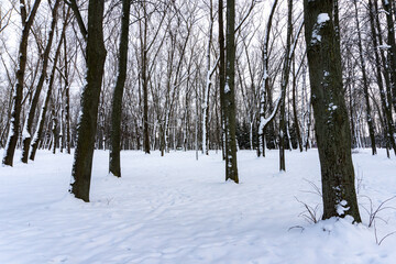Winter icy forest and snowy trees, winter's tale and silence