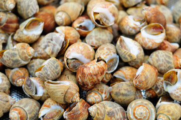 Grilled Snails
