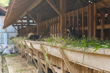 photo of goats eating in the pen