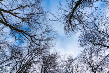 Fototapeta na wymiar Tree crowns from bottom to top in winter and blue spring sky