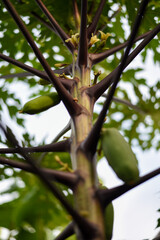 Papaya tree