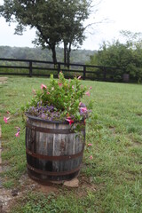 OAK BARREL WITH FLOWER ON THE TOP, GARDEN, GREEN GRASS, FIELD, TREES