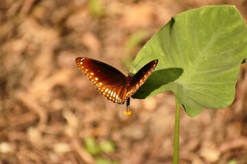 the common crow butterfly