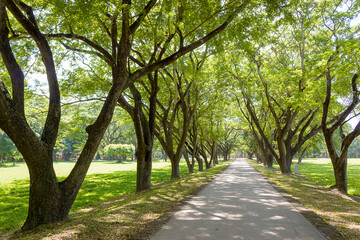 Beautiful road with two large green trees.Thailand