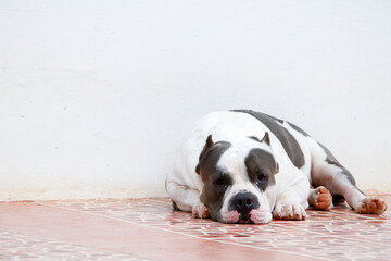 bulldog sleep on floor