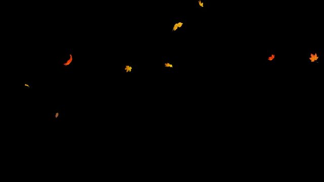 Falling Slow Autumn Maple Leaves 2 Clip. There are 2 clip with alpha channel start to end and seamless loop you can place on footage or background and easier change color.