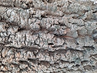 Cracked bark pattern