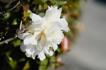 白い花を咲かせる椿の花の横顔