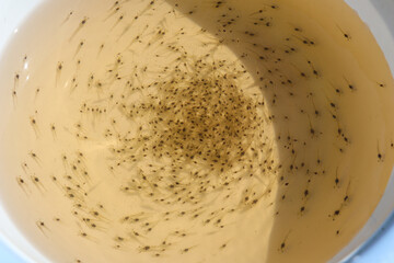 Many baby prawns in a cup