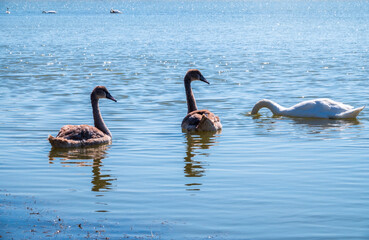 A white mute swan with orange and black beak and young brown coloured offspring with pink beak swimming in a lake with blue water on a sunny day.