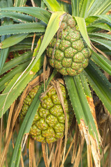 Seashore Screwpine is​ plant coastal in​ thailand.