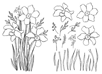 Spring wildflowers. A bouquet of snowdrops. Botanical elements set. Hand drawing. Line  art.