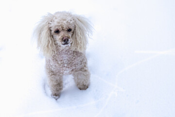 Portrait of a beige poodle on white snow