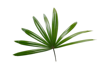 Lady palm leaf on white background