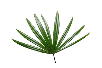 Lady palm leaf on white background