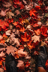 autumn leaves on the ground