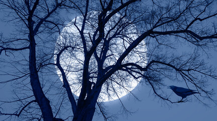 Silhouette of Crow illuminated by full moon with dead tree