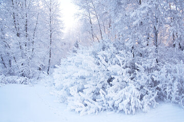 Winter landscape in the forest