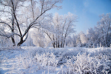 Winter landscape in the forest