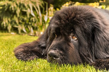 Lying Newfoundland dog. Close-up of a Newfoundland dog head. The dog is resting on the lawn. Dog's eyes.