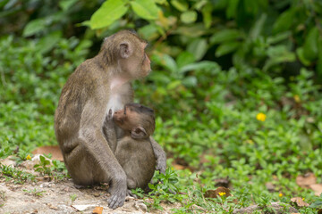 Naklejka na ściany i meble Sacred Monkey Forest Sanctuary, monkeys with a baby preening each other