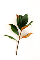 magnolia leaves isolated on white background top view.  © irenastar