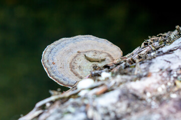 Mushrooms in the big forest