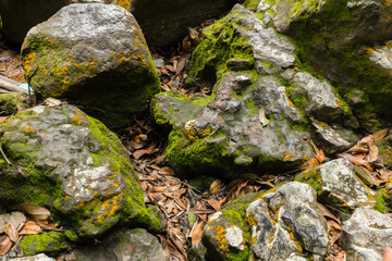 Selectively focus on mossy rocks in the wild