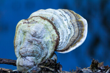 Mushrooms in the big forest