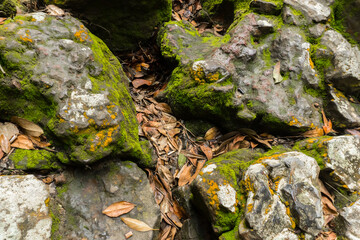 Selectively focus on mossy rocks in the wild