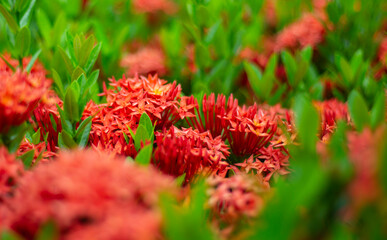 red flowers in the garden
