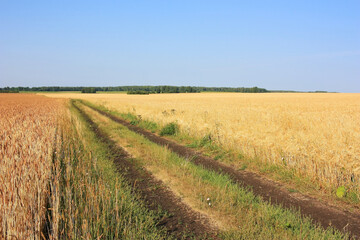 Fototapeta na wymiar A country road in a golden field of ears of wheat