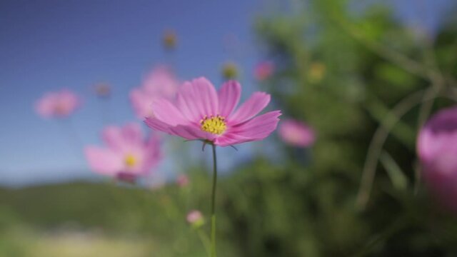 秋桜_b01