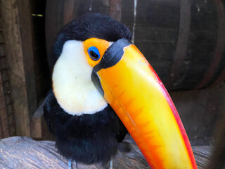 Close up for toco toucan (Ramphastos toco), also known as the common toucan or giant toucan, There are several species of birds in the toucan family, some with names like aracari or toucanet.