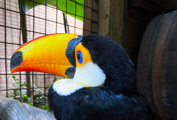 Close up for toco toucan (Ramphastos toco), also known as the common toucan or giant toucan, There are several species of birds in the toucan family, some with names like aracari or toucanet.