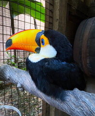 Close up for toco toucan (Ramphastos toco), also known as the common toucan or giant toucan, There are several species of birds in the toucan family, some with names like aracari or toucanet.