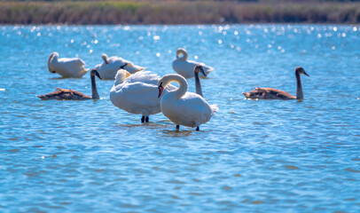 A white mute swans with orange and black beak and young brown coloured offspring with pink beak swimming in a lake with blue water on a sunny day.